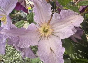 Clematis 'Blekitny Aniol'