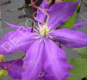 Clematis 'Daniel Deronda'