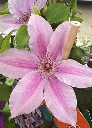Clematis 'Girenas'
