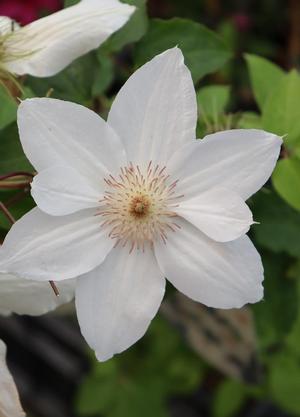 Clematis 'Mrs George Jackman'