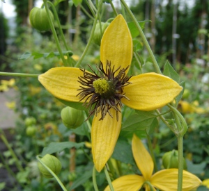 Clematis 'Golden Tiara'