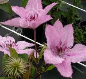 Clematis 'Hagley Hybrid'