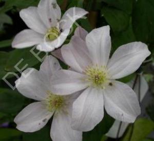 Clematis 'Huldine'