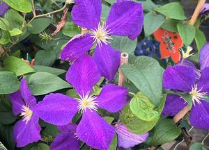 Clematis 'Jackmanii'