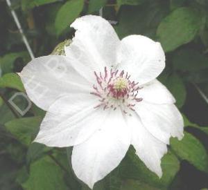 Clematis 'Miss Bateman'