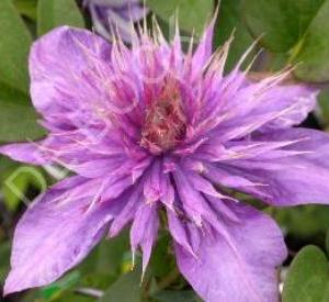 Clematis 'Multi Blue'