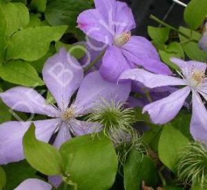 Clematis 'Mrs Cholmondeley'