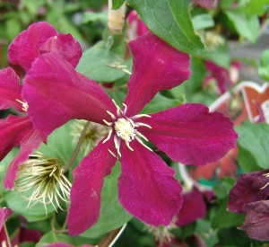 Clematis 'Niobe'