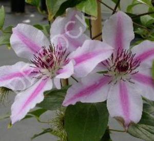 Clematis 'Nelly Moser'