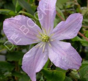 Clematis 'Prince Charles'