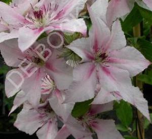 Clematis 'Pink Fantasy'