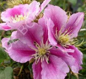 Clematis 'Piilu'