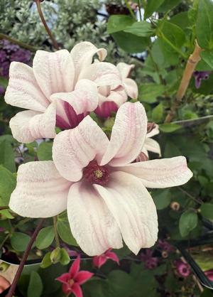 Clematis 'Princess Kate'