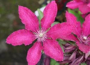 Clematis 'Ruutel'