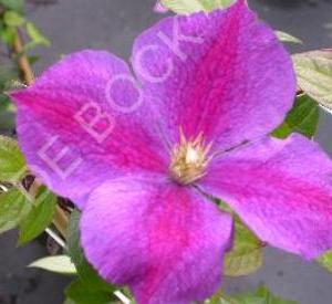 Clematis 'Star of India'