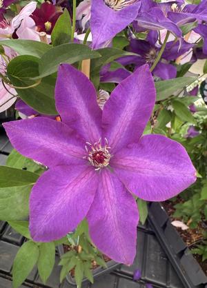 Clematis 'The President'
