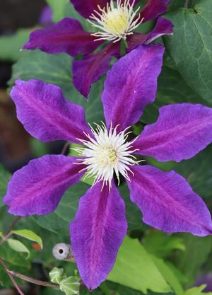 Clematis 'The Vagabond'