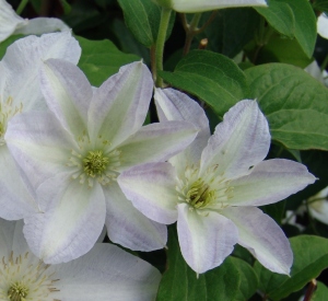 Clematis 'Yukikomachi'