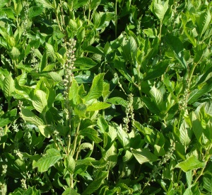 Clethra alnifolia