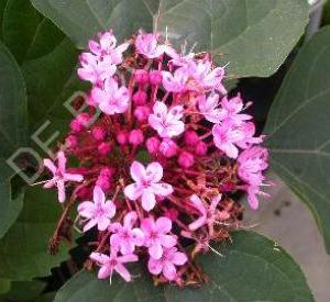 Clerodendrum bungei