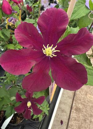 Clematis 'Warszawska Nike'