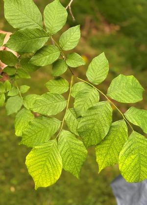 Cladrastis kentukea