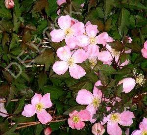 Clematis montana var. rubens