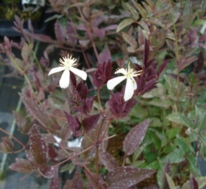 Clematis recta 'Purpurea'