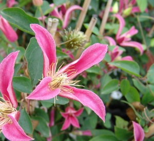 Clematis texensis 'Princess Diana'