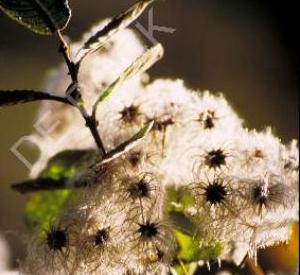 Clematis vitalba