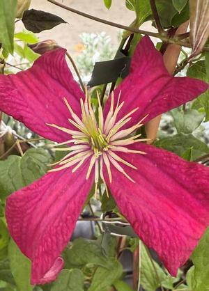Clematis viticella 'Madame Julia Correvon'
