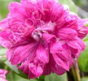 Clematis viticella 'Purpurea Plena Elegans'