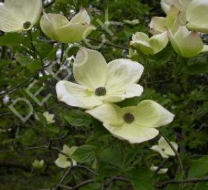 Cornus 'Eddie's White Wonder'