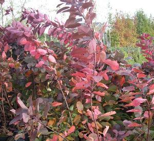 Cotinus 'Grace'