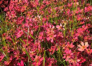 Coreopsis 'Limerock Dream' (r)