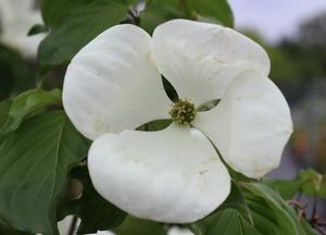 Cornus 'Venus' ®