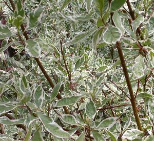 Cornus alba 'Elegantissima'