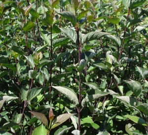 Cornus alba 'Kesselringii'