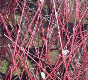 Cornus alba 'Sibirica'