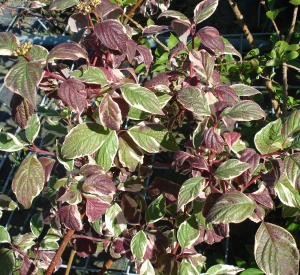 Cornus alba 'Sibirica Variegata'