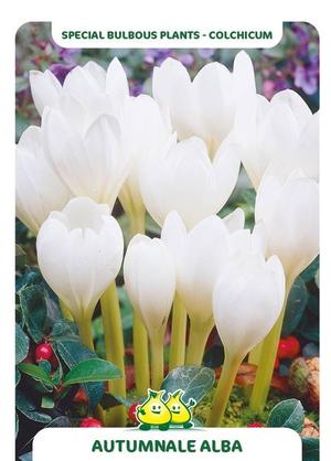 Colchicum autumnale 'Alba'
