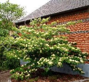 Cornus controversa