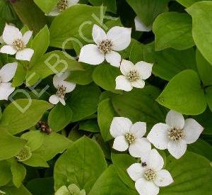 Cornus canadensis