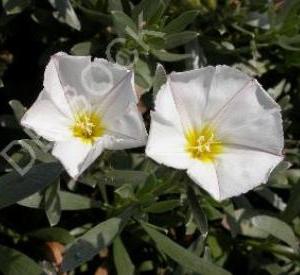 Convolvulus cneorum