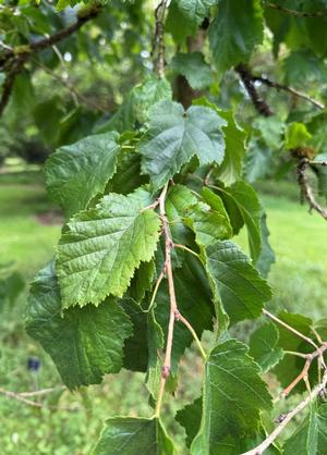 Corylus colurna