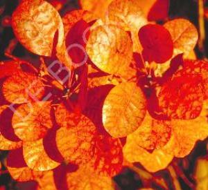 Cotinus coggygria 'Royal Purple'