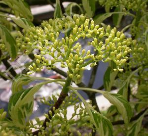 Cornus controversa 'Variegata'