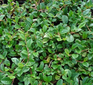 Cotoneaster dammeri 'Major'