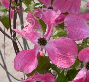 Cornus florida 'Cherokee Chief'