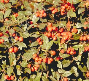 Cotoneaster franchetii